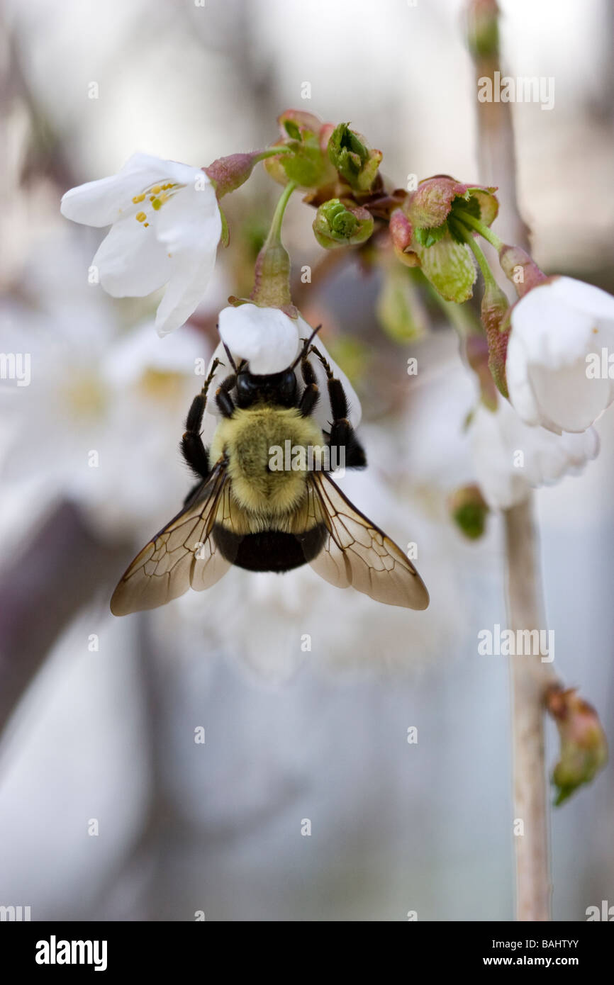 A bee pollinating white apple blossoms Stock Photo