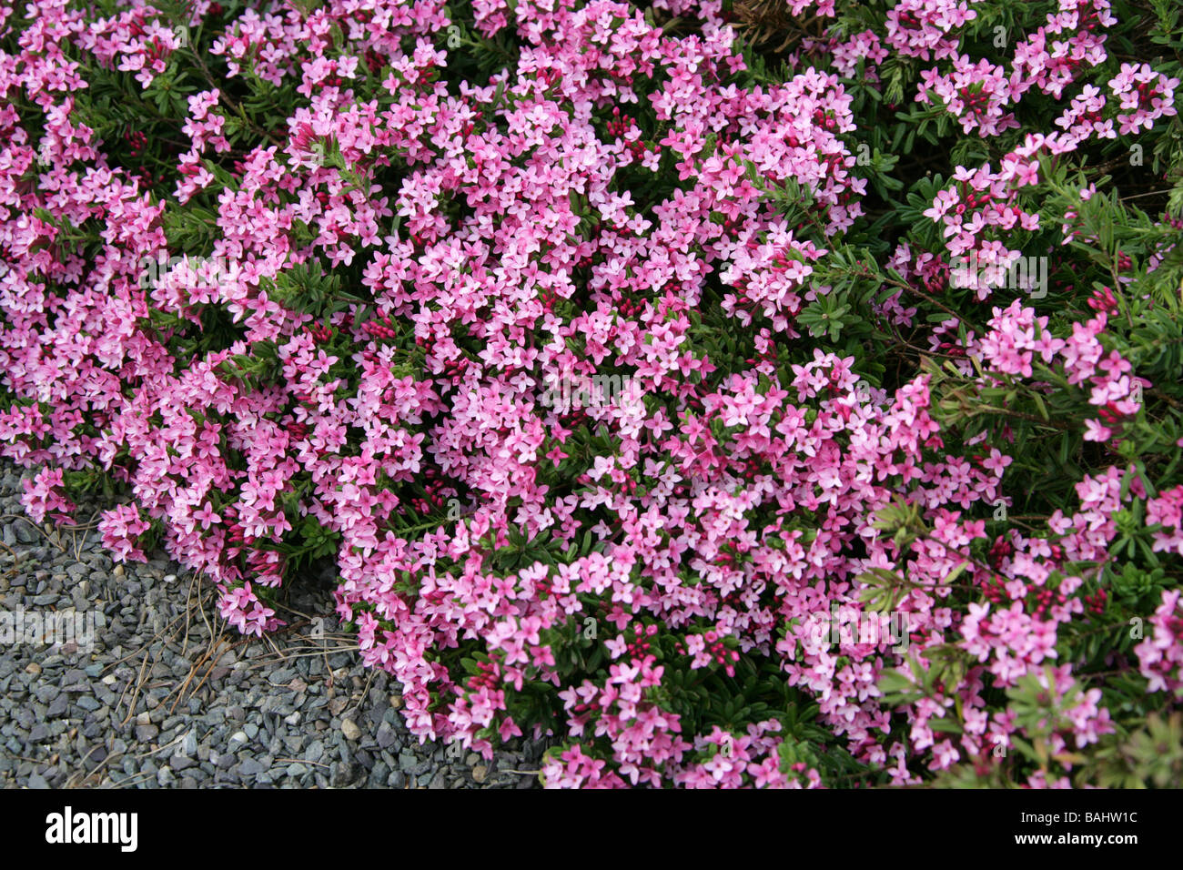 Rose Daphne, Garland Flower or  Rock Daphne, Daphne cneorum var. eximea, Thymelaeaceae, Europe Stock Photo