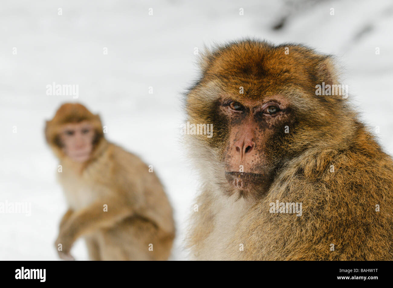 Planta de pinaceae hi-res stock photography and images - Alamy
