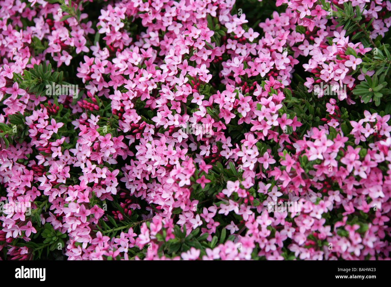 Rose Daphne, Garland Flower or  Rock Daphne, Daphne cneorum var. eximea, Thymelaeaceae, Europe Stock Photo
