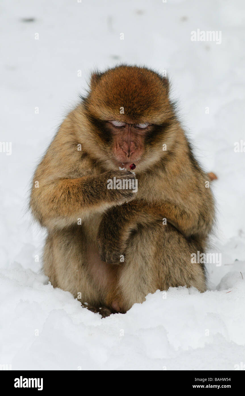 Barbary Macaque Macaca sylvanus on winter snowy cedar forest Mid Atlas ...