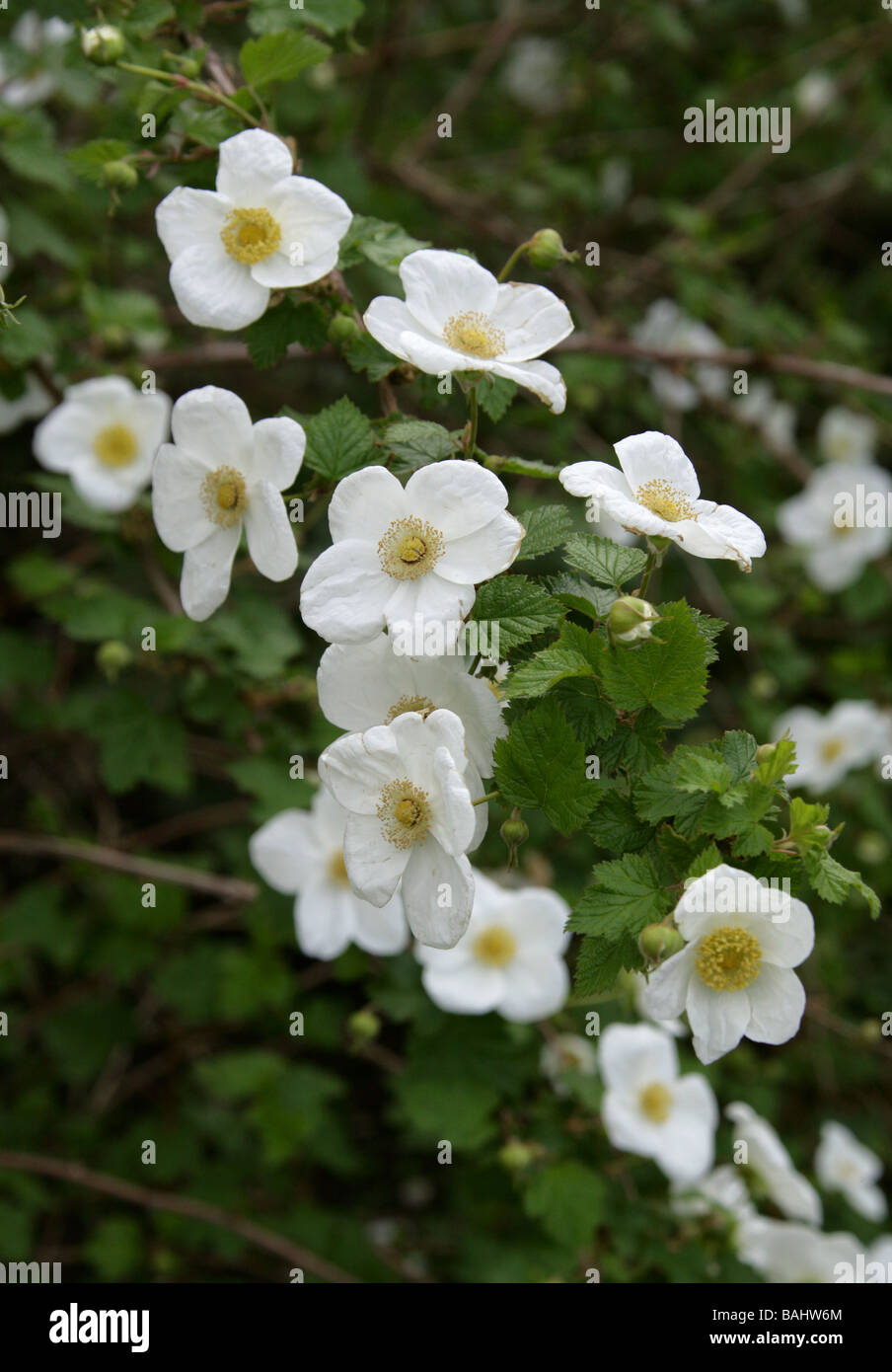 Boulder Raspberry or Delicious Raspberry, Rubus deliciosus x Rubus ...