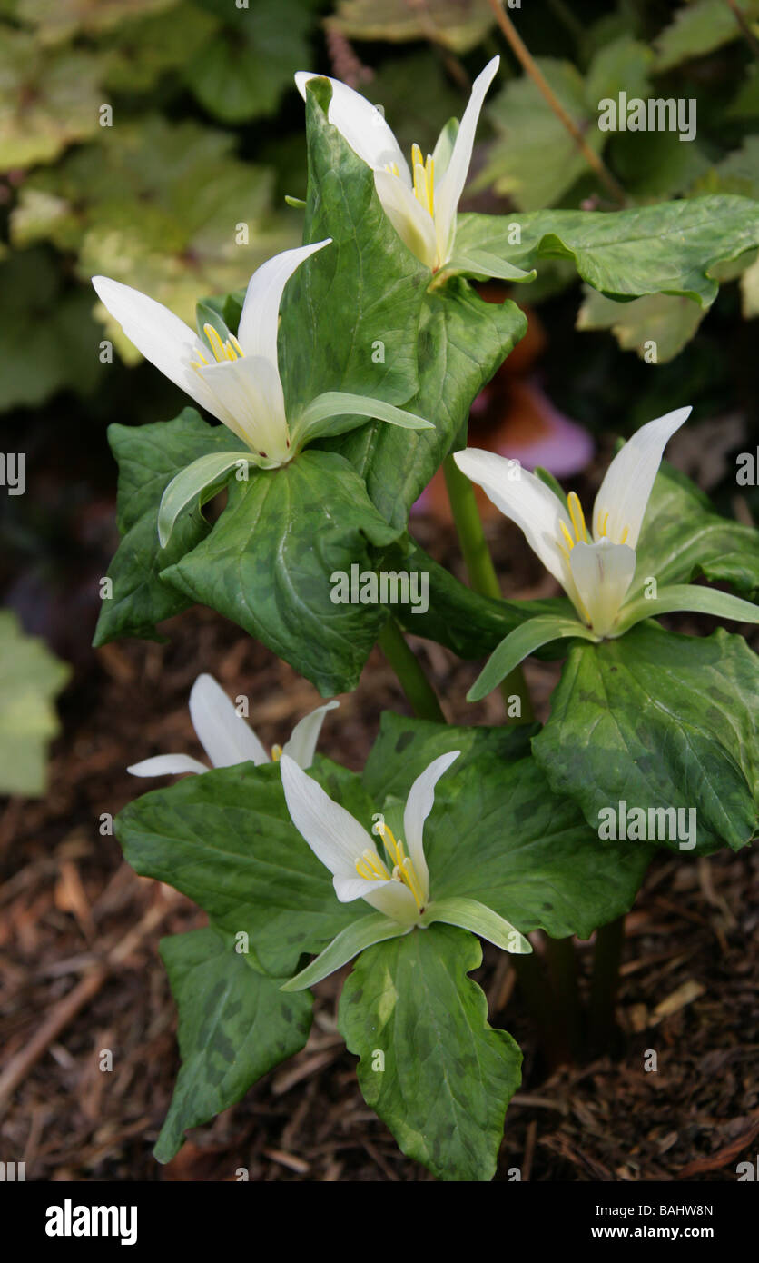 Giant White Wakerobin or Sweet Trillium, Trillium albidum, Melanthiaceae Stock Photo