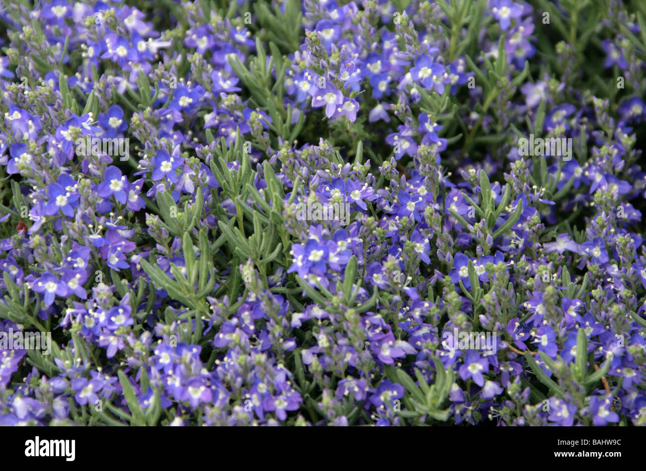 Speedwell or Veronica, Veronica cinerea, Plantaginaceae (Scrophulariaceae), Turkey Stock Photo