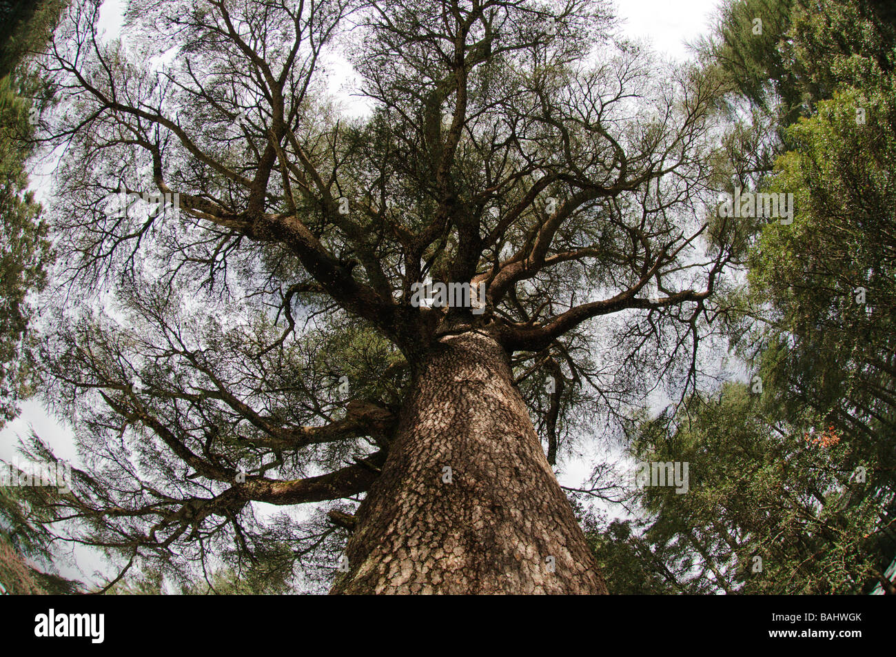 Cedar tree Cedrus atlantica viewed from below Stock Photo