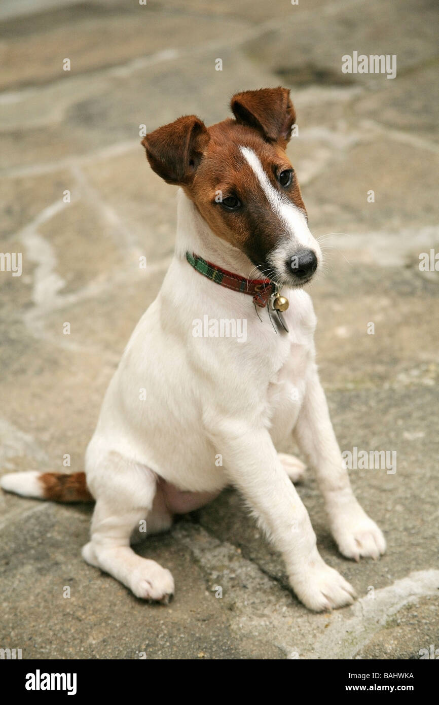 Smooth Fox Terrier Jack Russell Mix