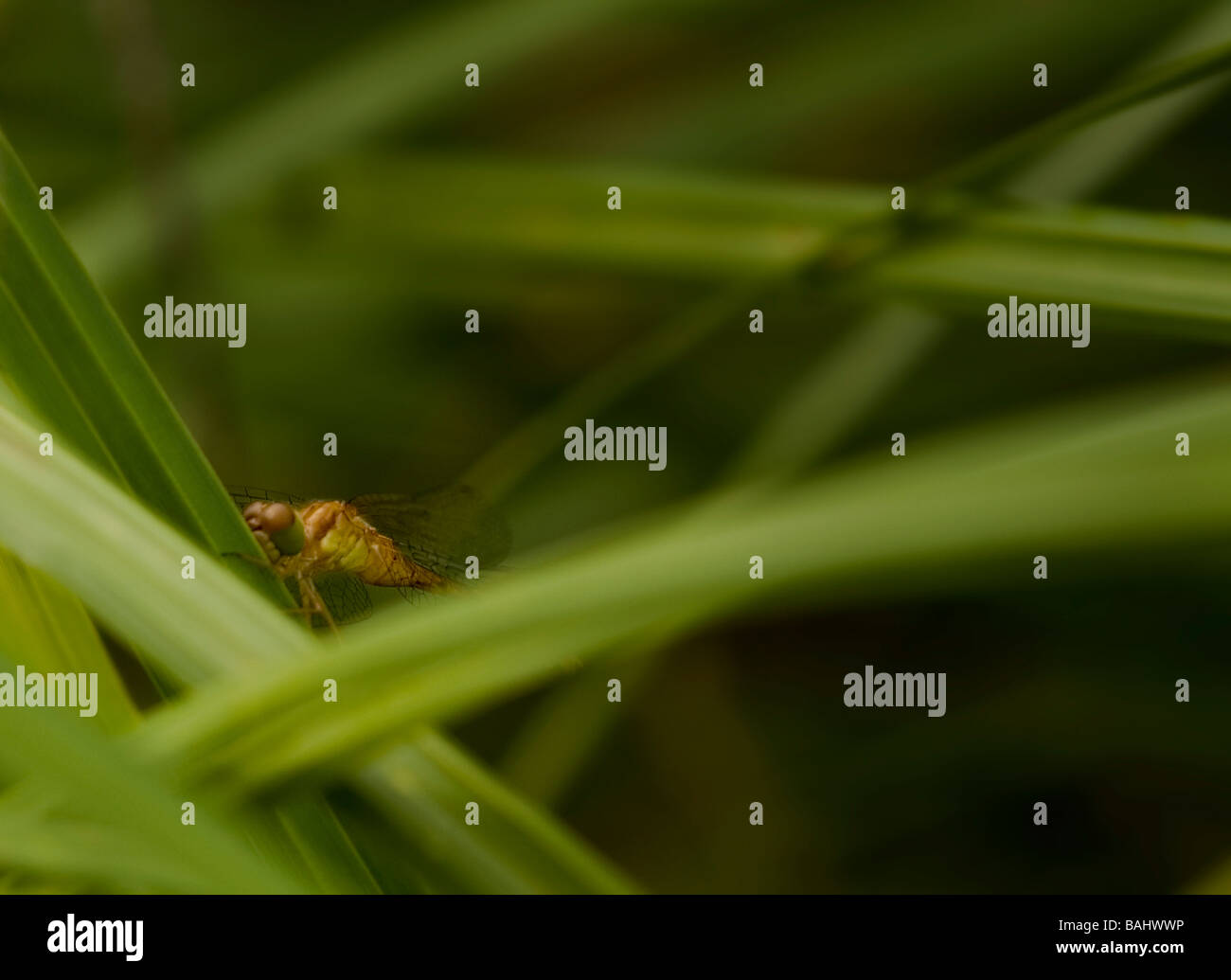 Dragonfly resting on a blade of grass Stock Photo - Alamy
