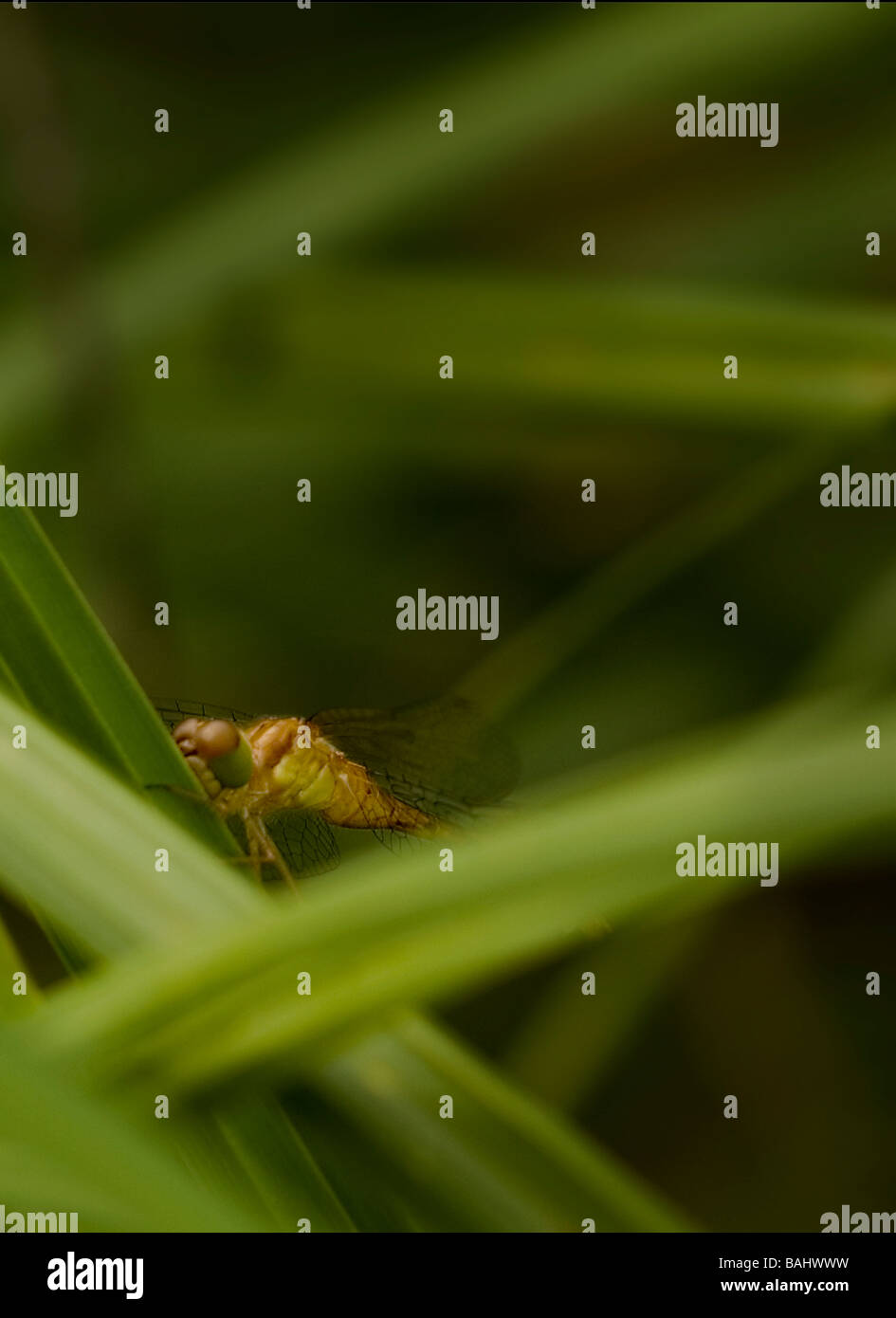Dragonfly resting on a blade of grass Stock Photo - Alamy