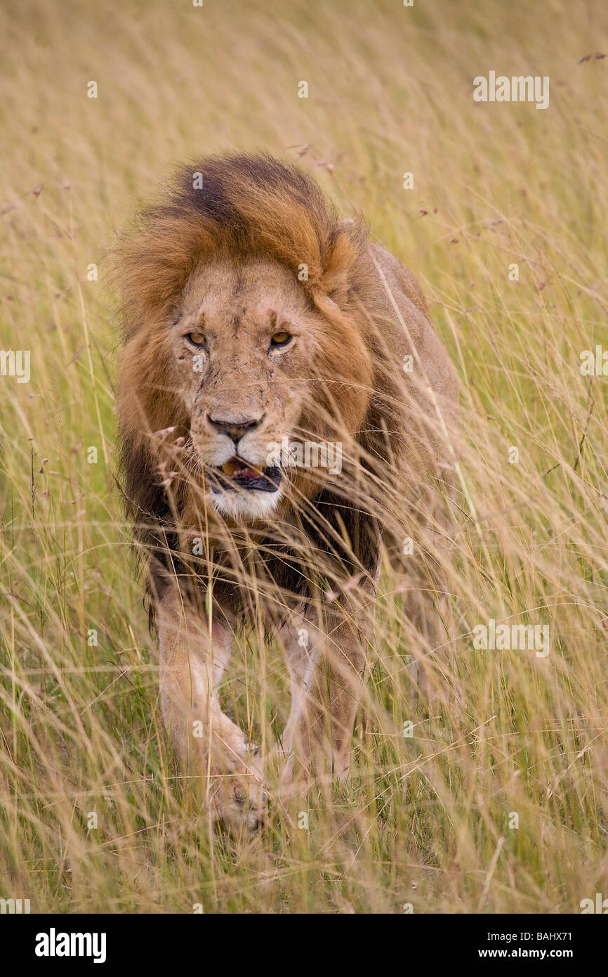 Masai mara design hi-res stock photography and images - Alamy