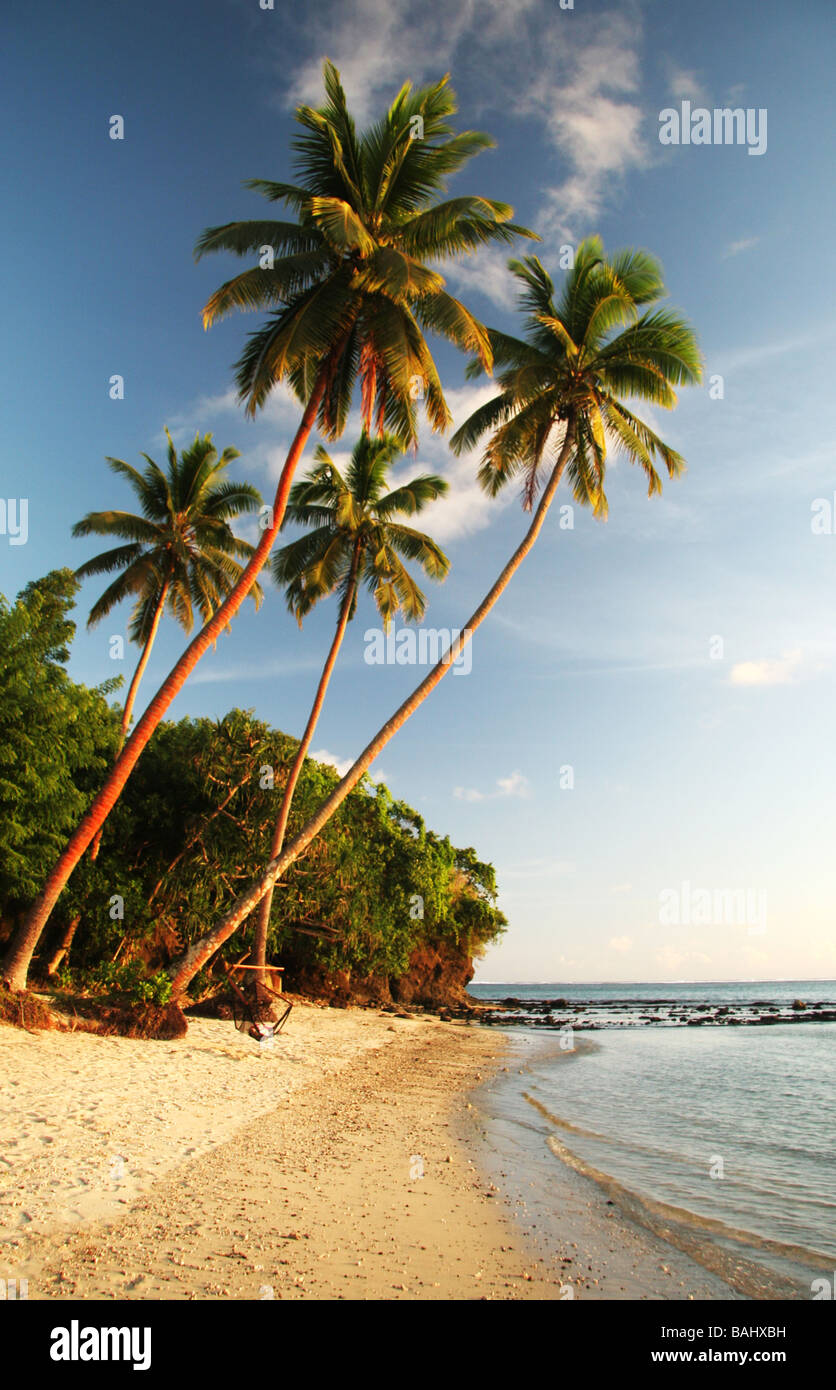 Palm trees and beach on tropical island Stock Photo - Alamy