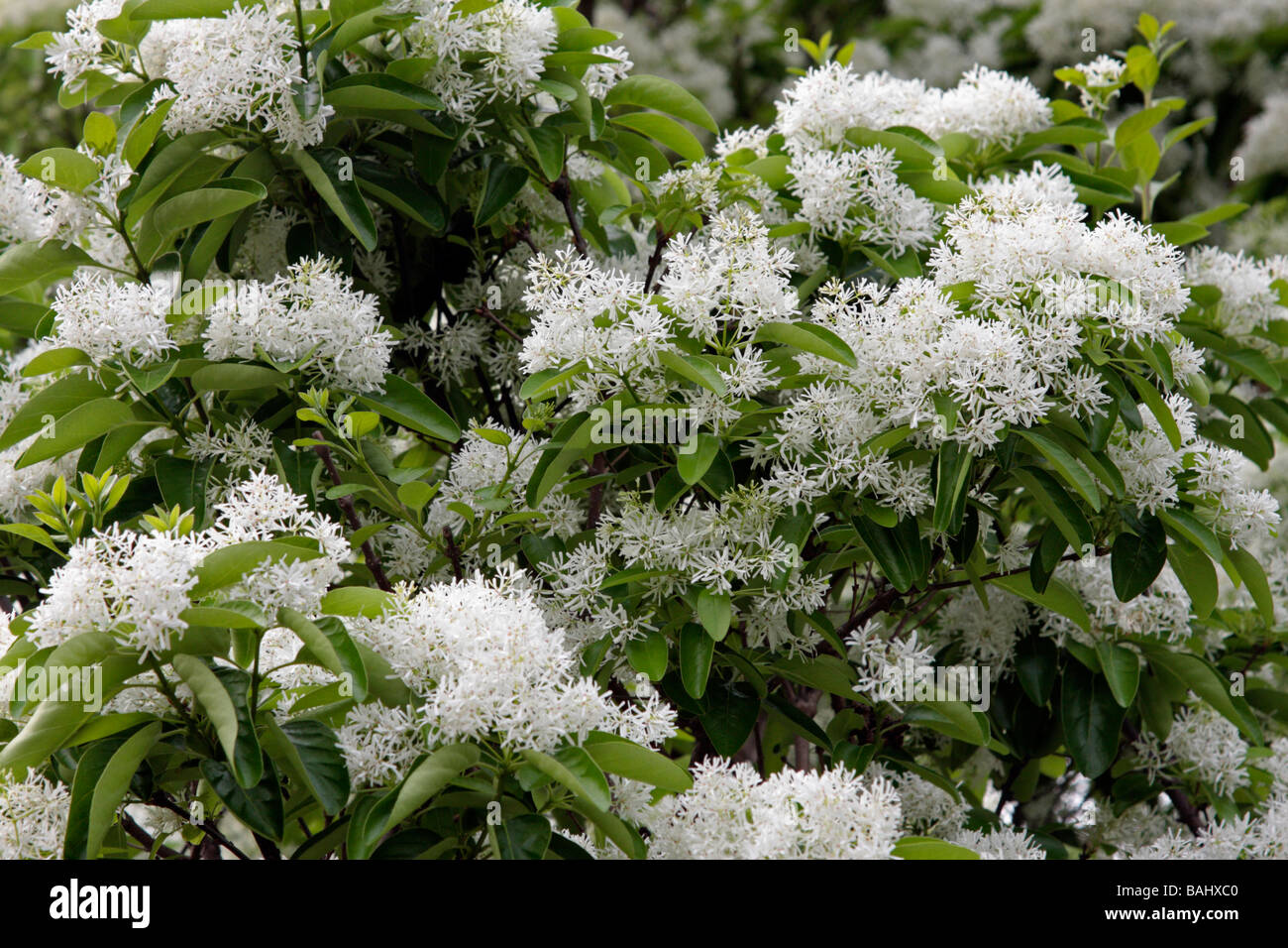 Flowers of Tung oil tree bloom in spring Stock Photo - Alamy