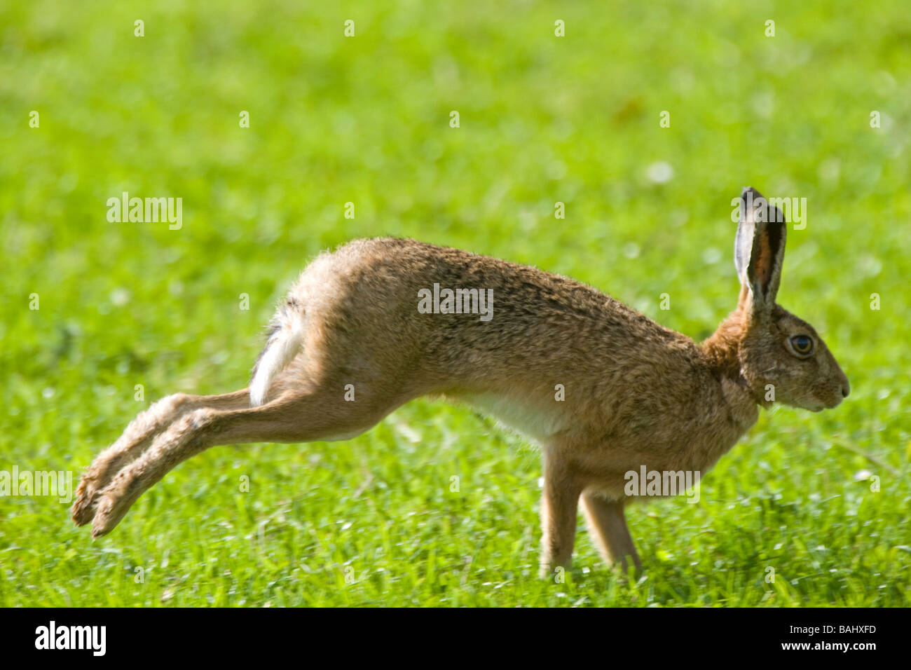 Bunnies hopping hires stock photography and images Alamy