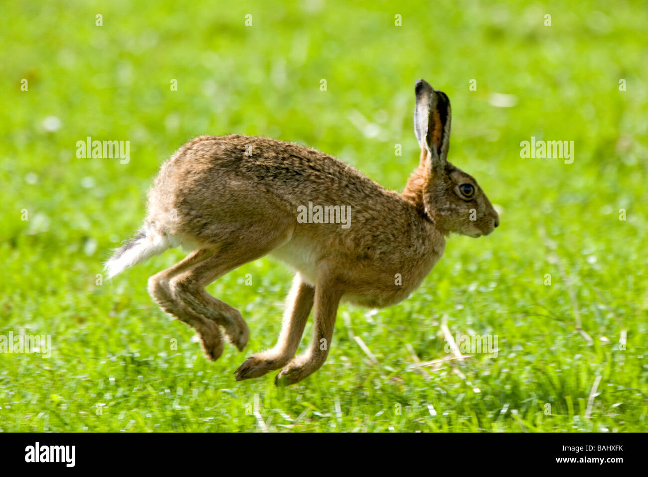 Hare hopping in the grass Stock Photo