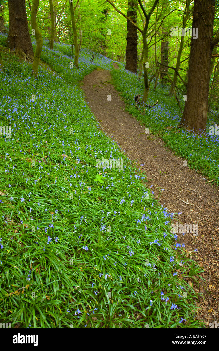 An English bluebell wood at Rivacre Country Park in Ellesmere Port