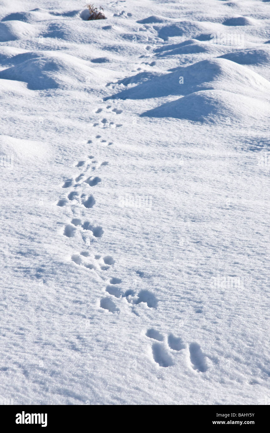 tracks ik tracks ik