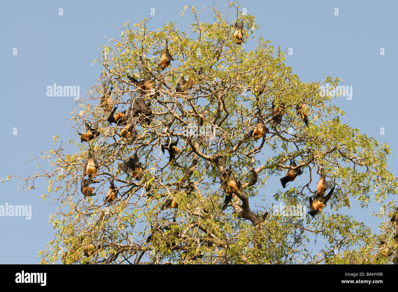 Flying bats Berenty Private reserve Madagascar Africa Stock Photo