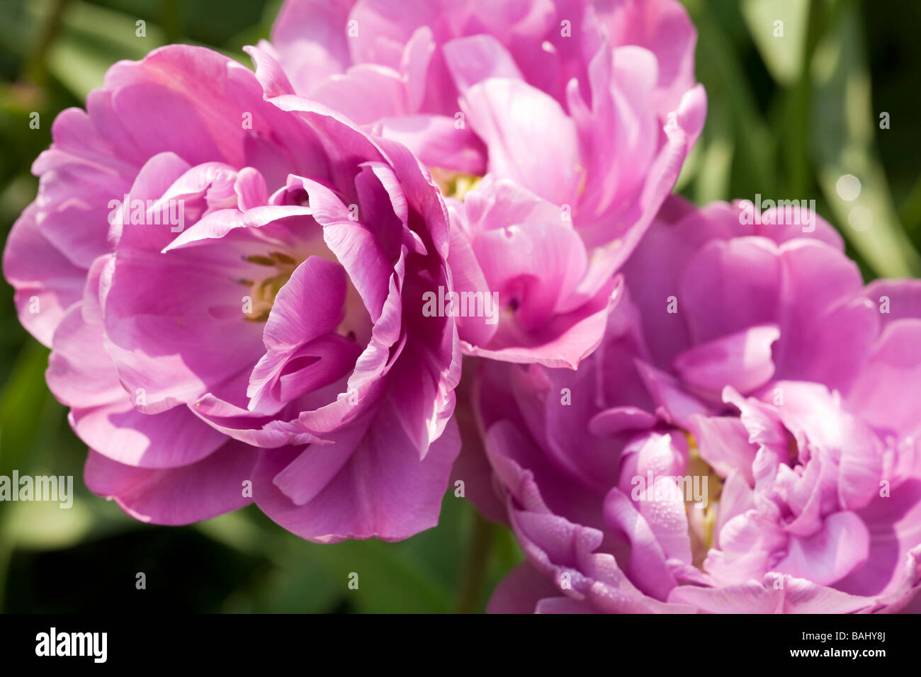 Close up of Tulip 'Lilac Perfection' double tulips in bloom in Spring in Sussex, UK Stock Photo