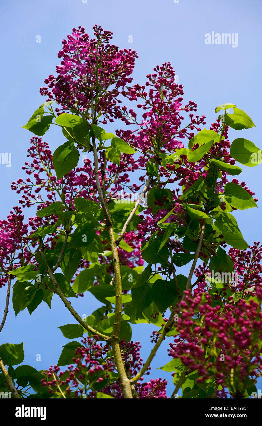 Lilac Tree (Syringa) coming into flower in Spring, Sussex, UK Stock Photo