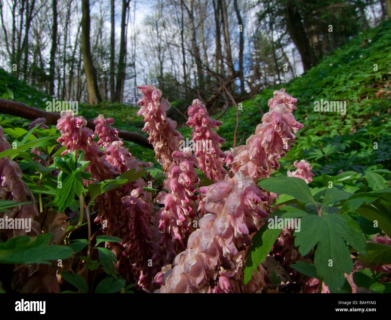 Common Toothwort  Lathraea squamaria Stock Photo