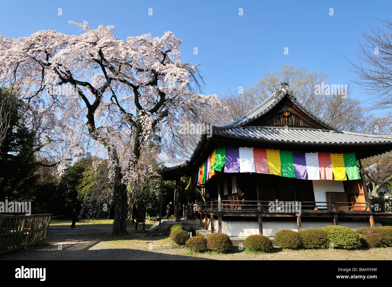 Cherry Blossoms at the Daigoji Temple, Kyoto JP Stock Photo