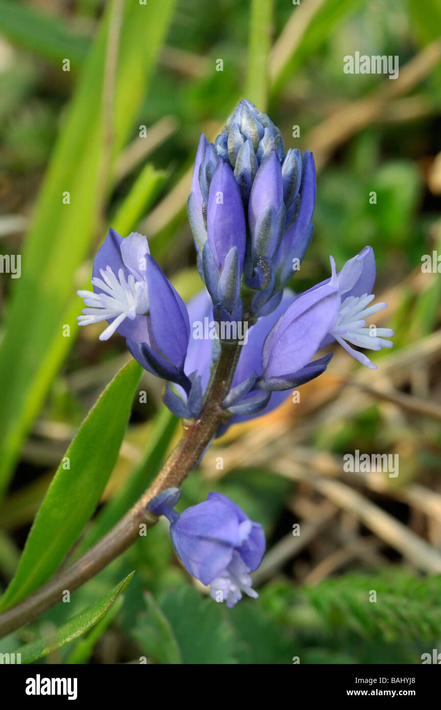 Common Milkwort Polygala vulgaris Blue form Stock Photo