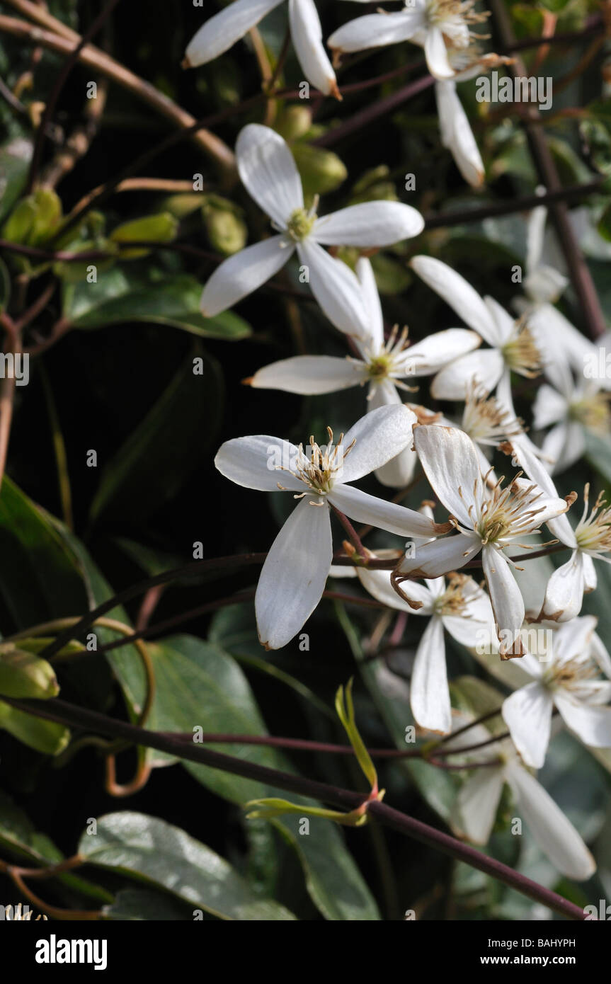 White clematis wall hi-res stock photography and images - Alamy