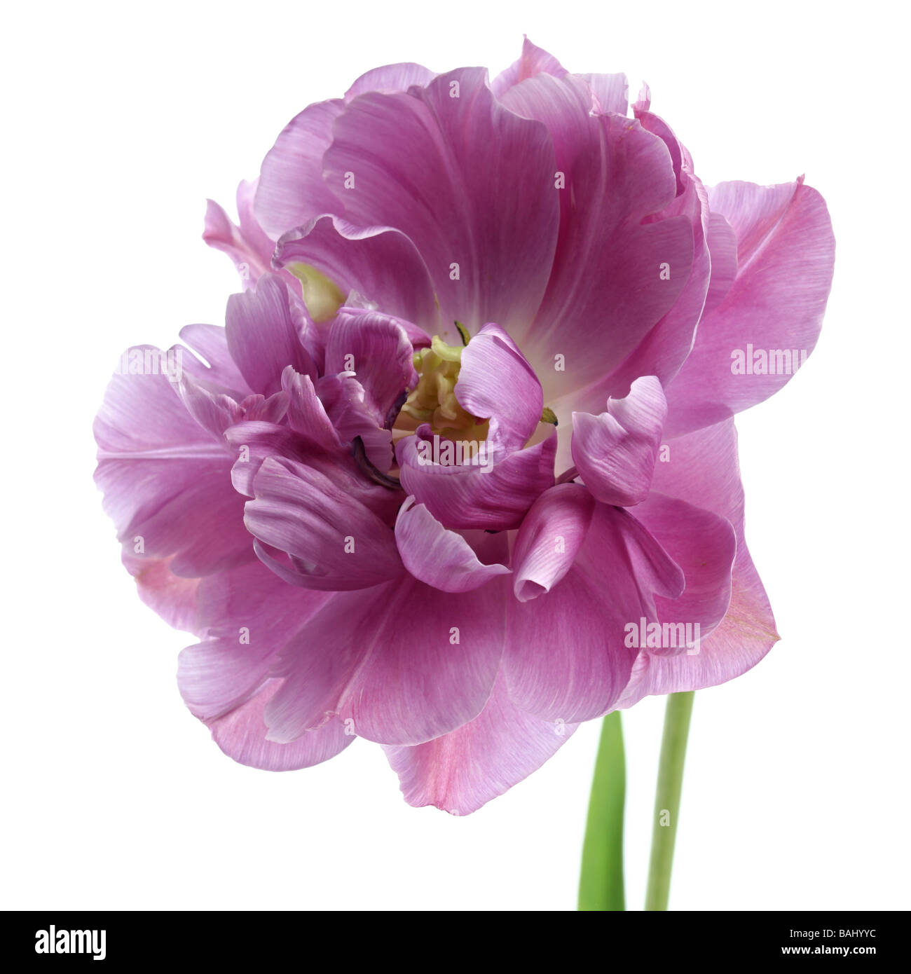 Closeup of a tulip tulipa Lilac Perfection on a white Stock Photo