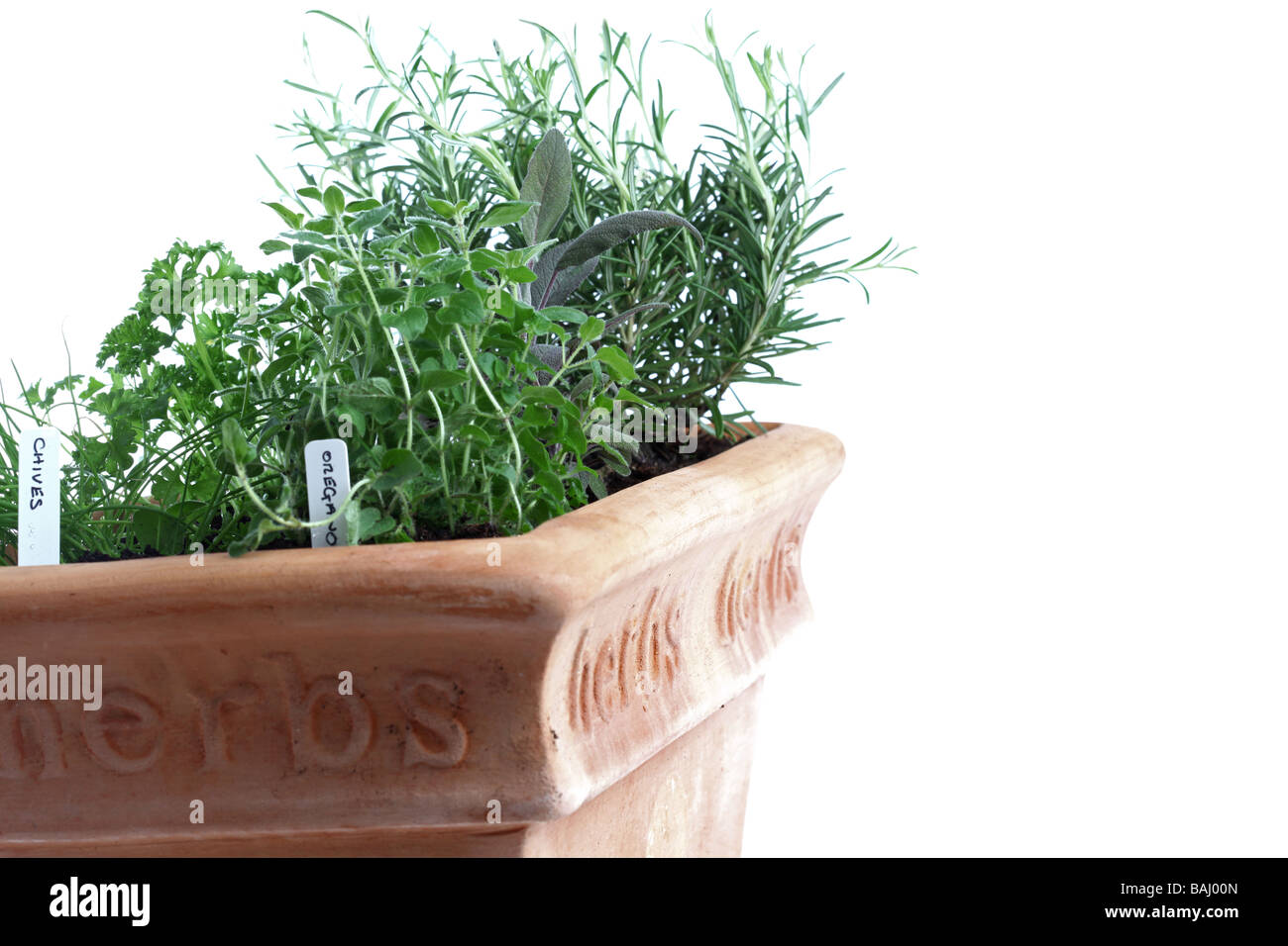 Teracotta pot containing herbs Stock Photo