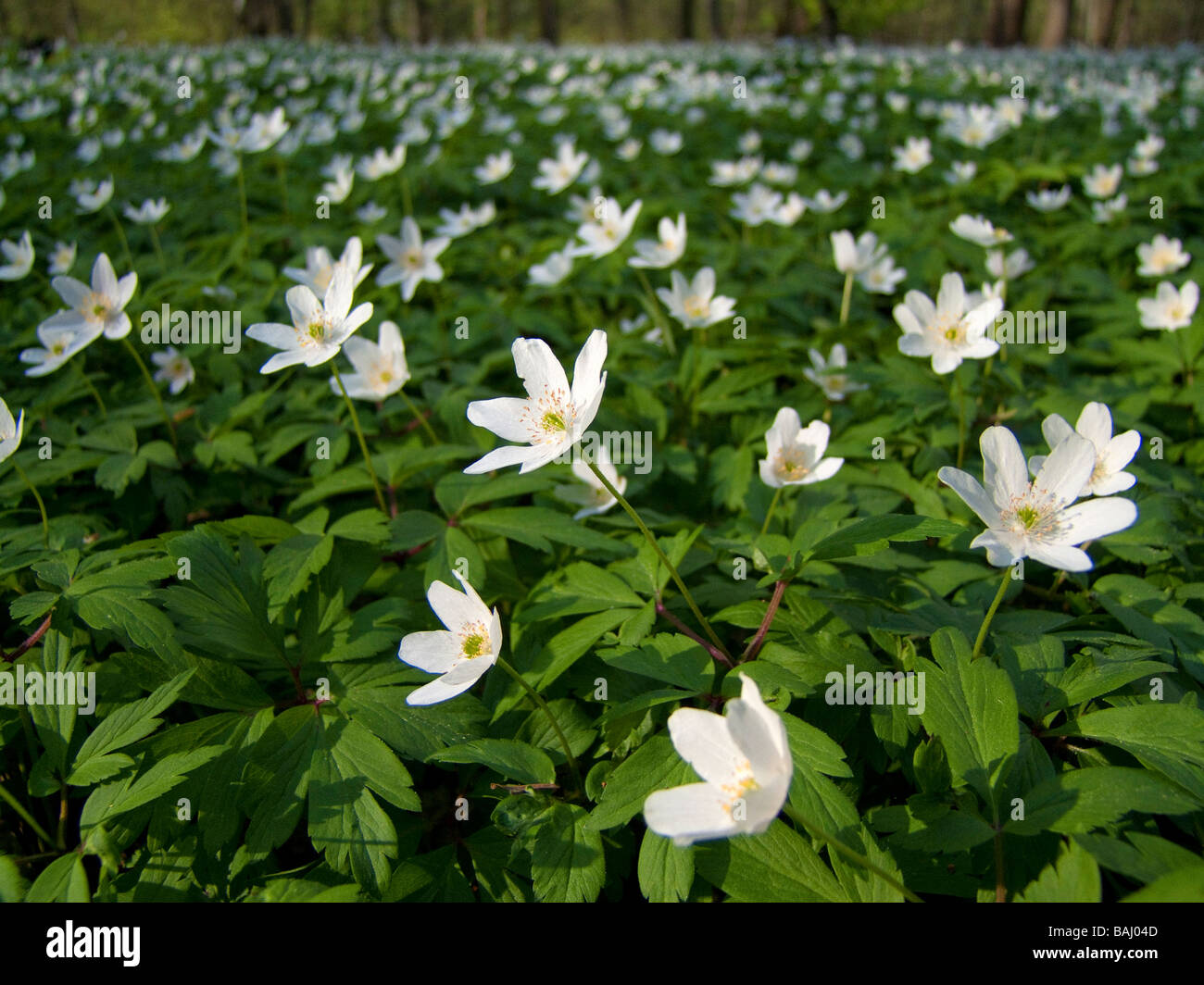 Anemone nemorosa wood anemone , windflower , European thimbleweed