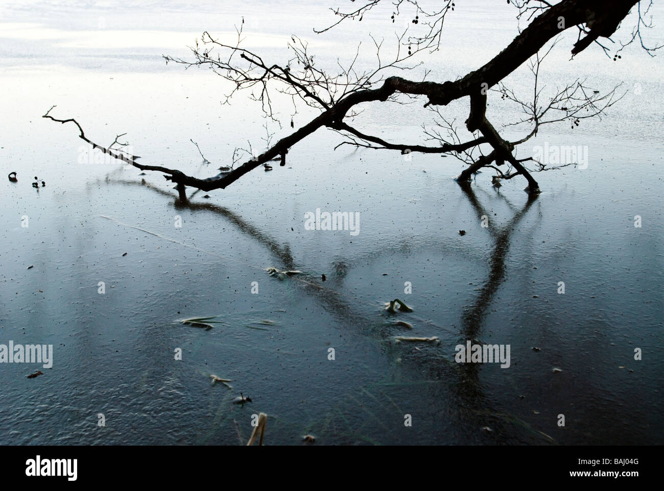 Tree branch reflecting on frozen water surface Stock Photo