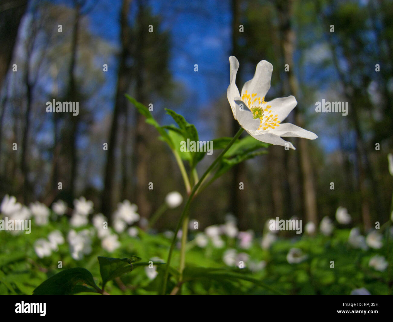 Anemone nemorosa wood anemone , windflower , European thimbleweed