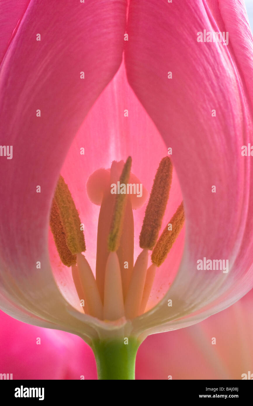 Tulip flower showing stigma and anthers Stock Photo