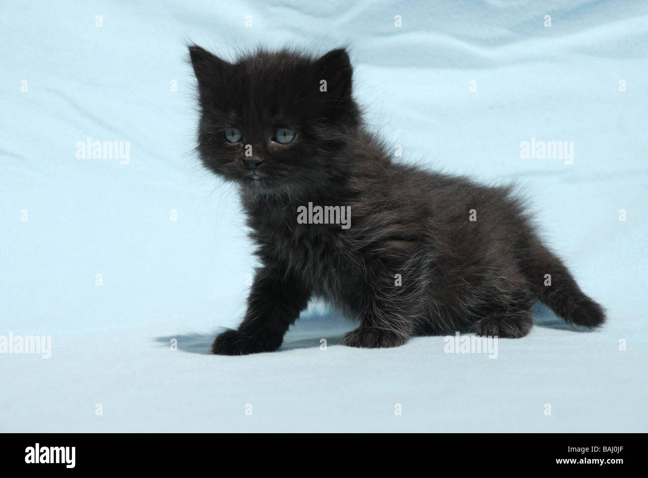 black long haired kitten Stock Photo Alamy