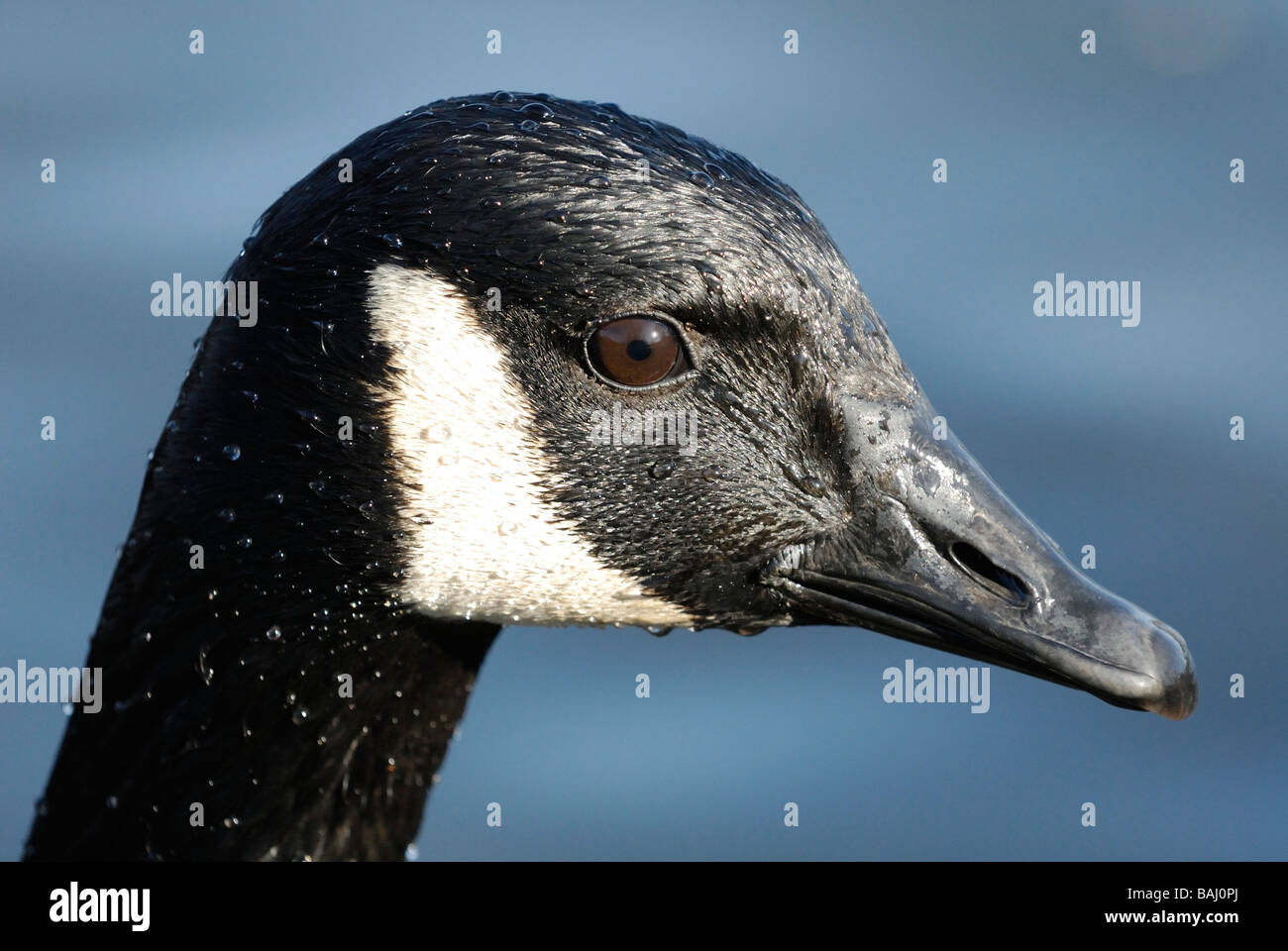 Close-up of the head of a Canada Goose Stock Photo - Alamy