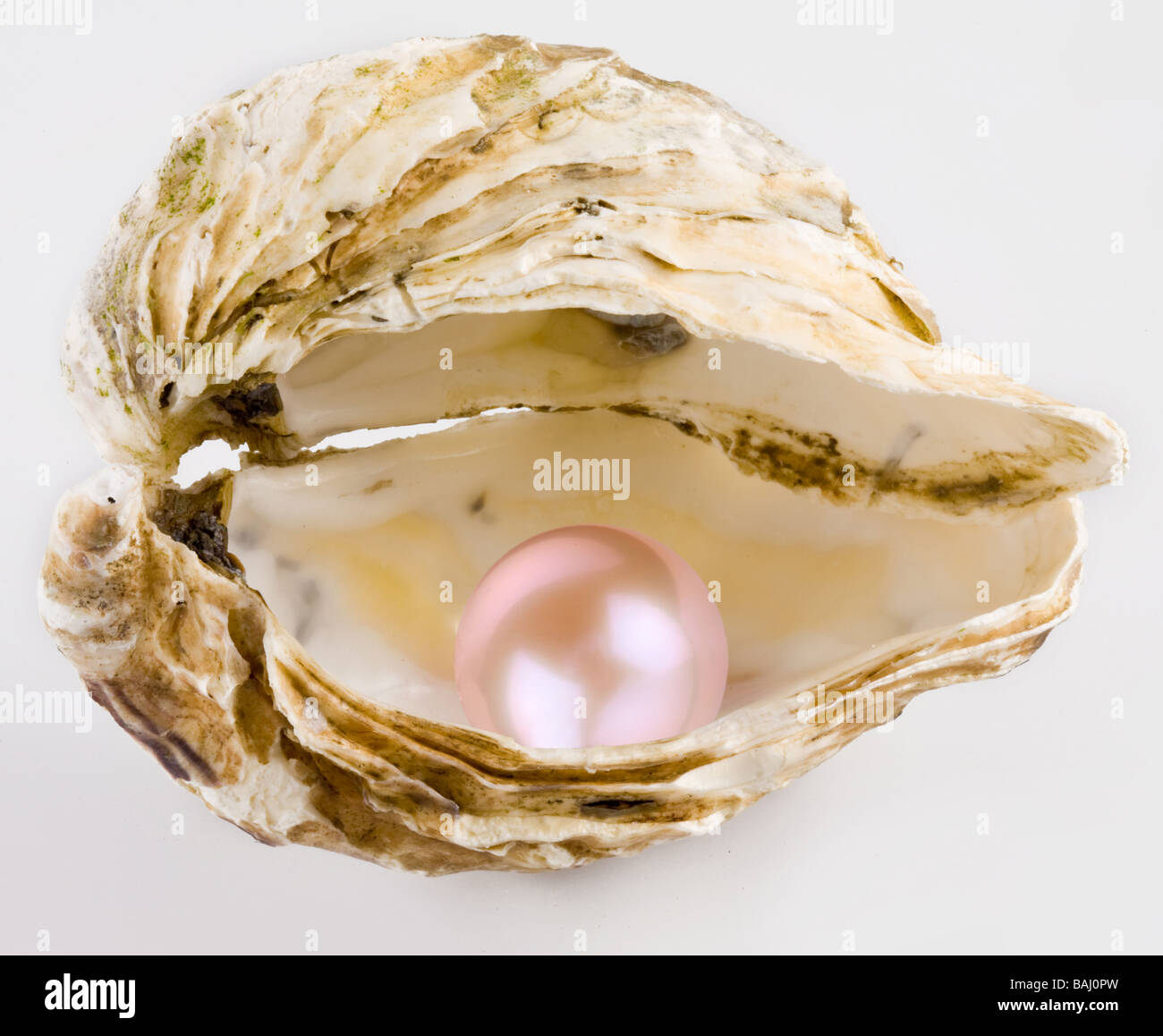 Pink pearl is in a shell Stock Photo