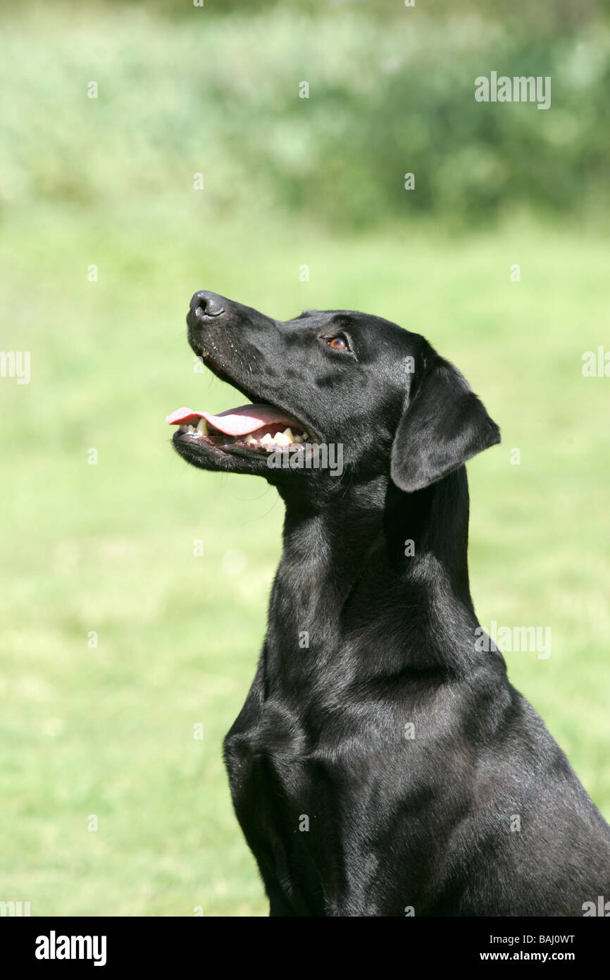 Black Labrador Dog Stock Photo