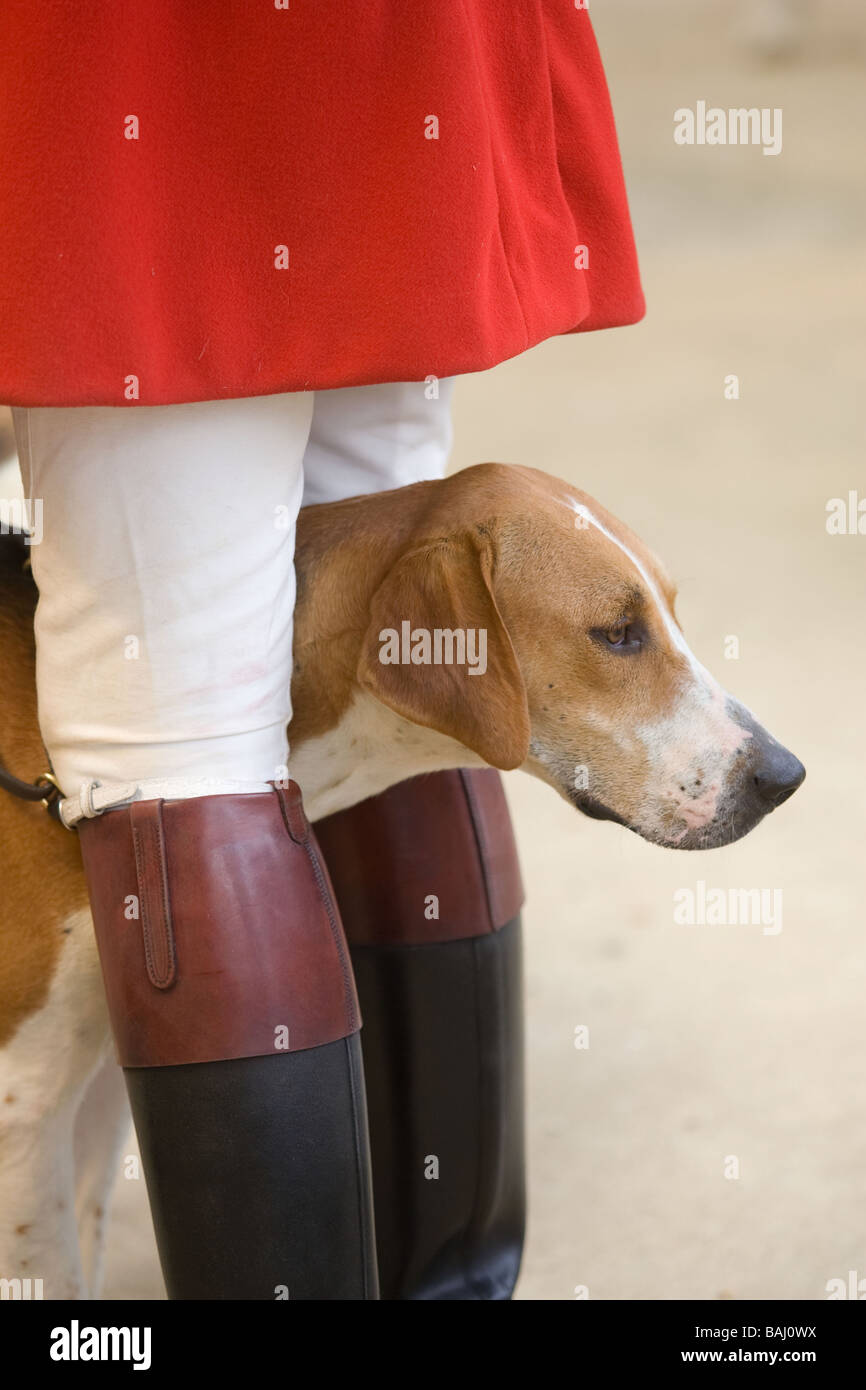 Fox Hound At The Festival Of Hunting,Peterborough Stock Photo