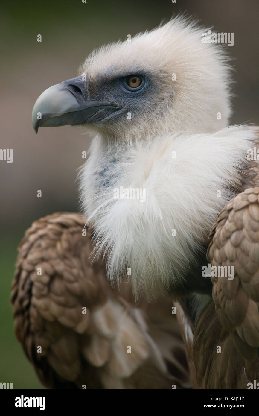 Griffon vulture closeup - Gyps fulvus Stock Photo