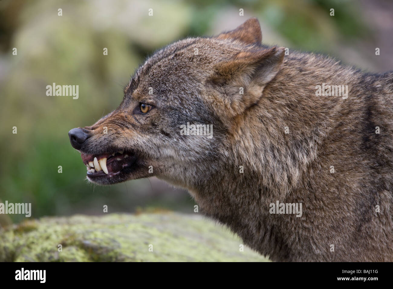 Iberian wolf offering violence - Canis lupus signatus Stock Photo