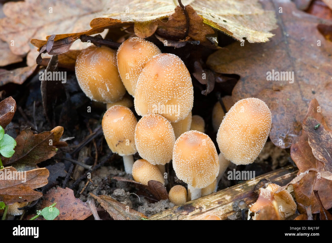 Fungus,toadstools Stock Photo