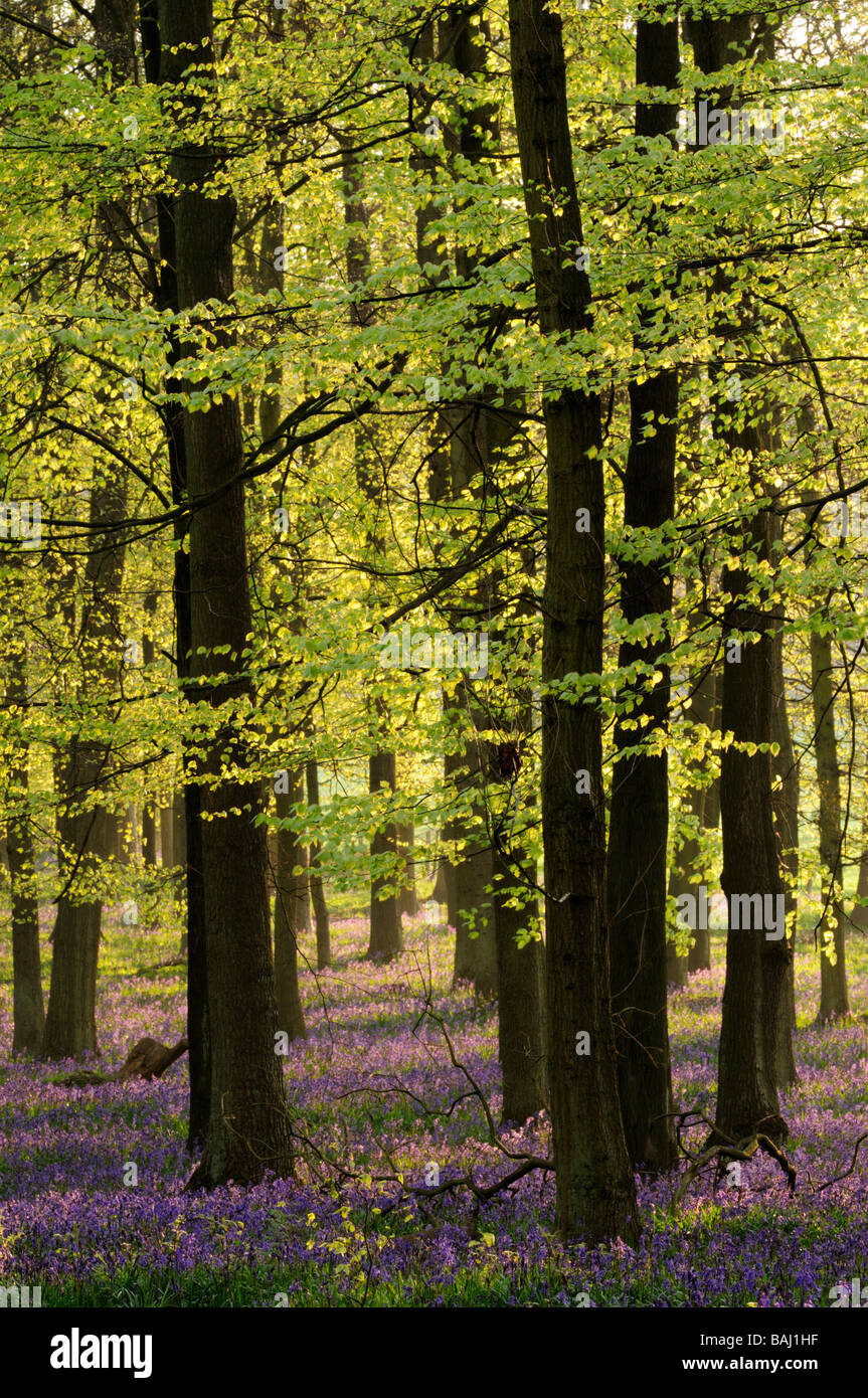 Dockey Wood ,Ashridge estate, Hertfordshire, England, UK Stock Photo