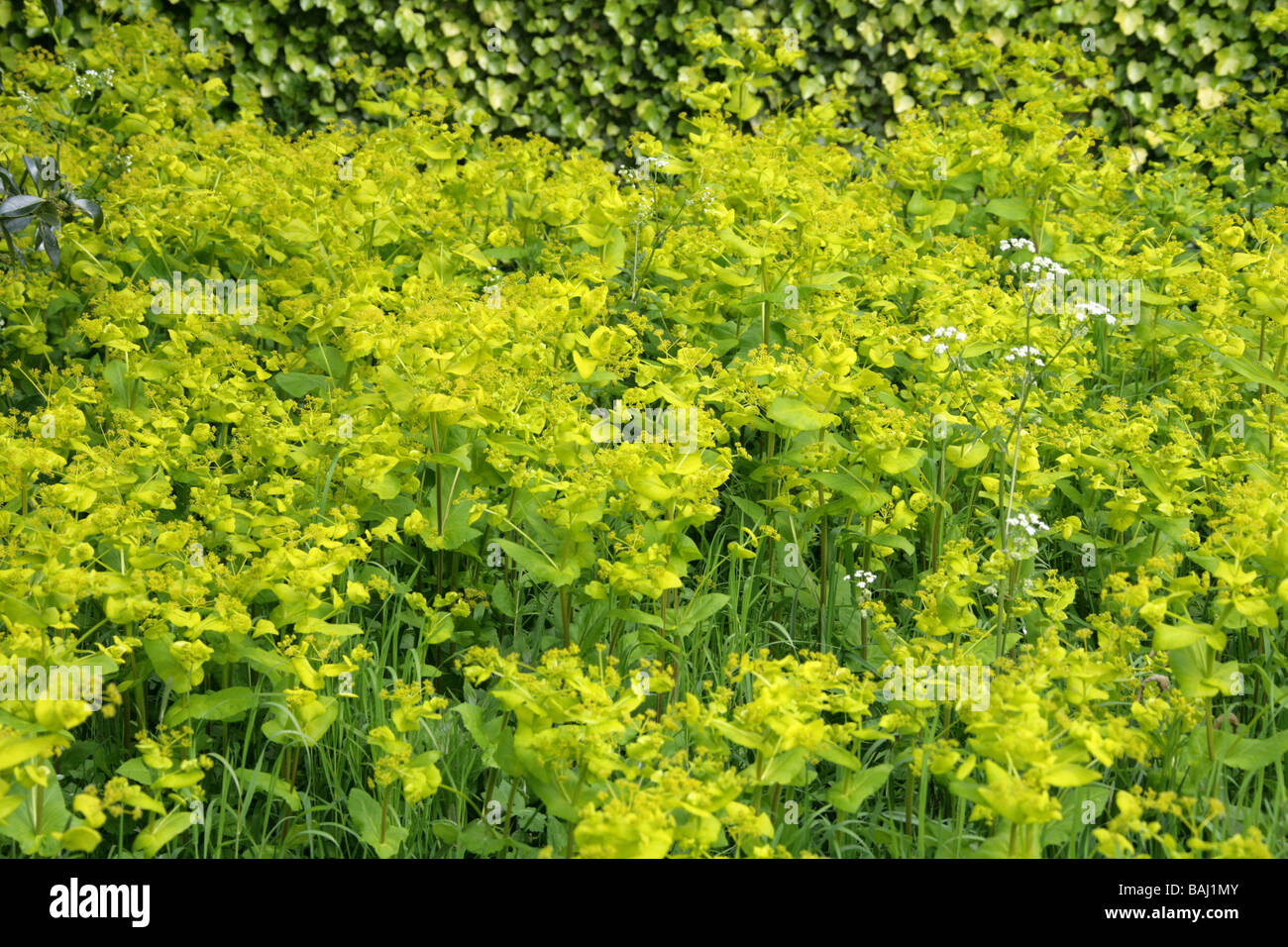 Yellow or Biennial Perfoliate Alexander, Smyrnium perfoliatum Stock Photo