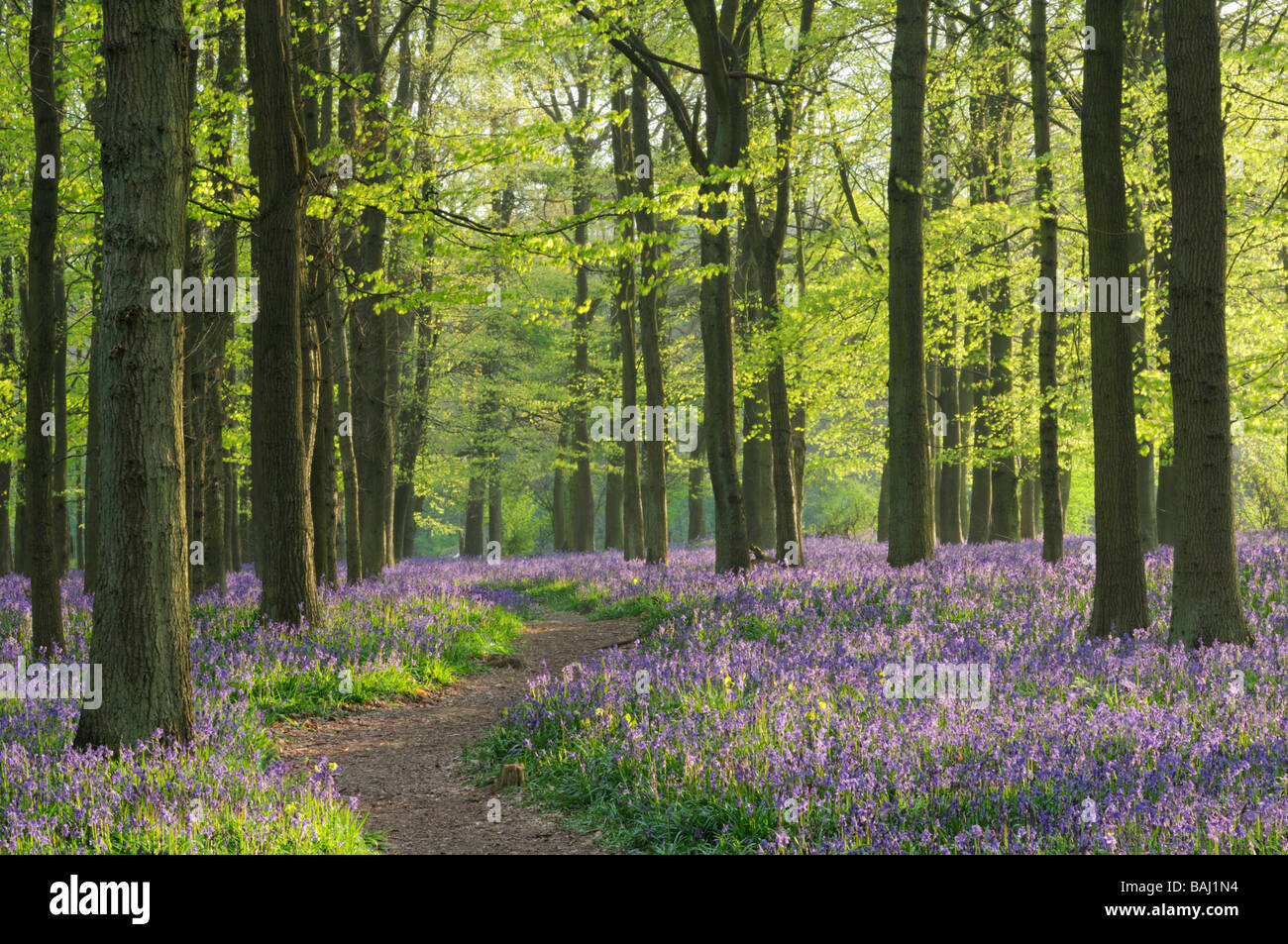 Dockey Wood ,Ashridge estate, Hertfordshire, England, UK Stock Photo