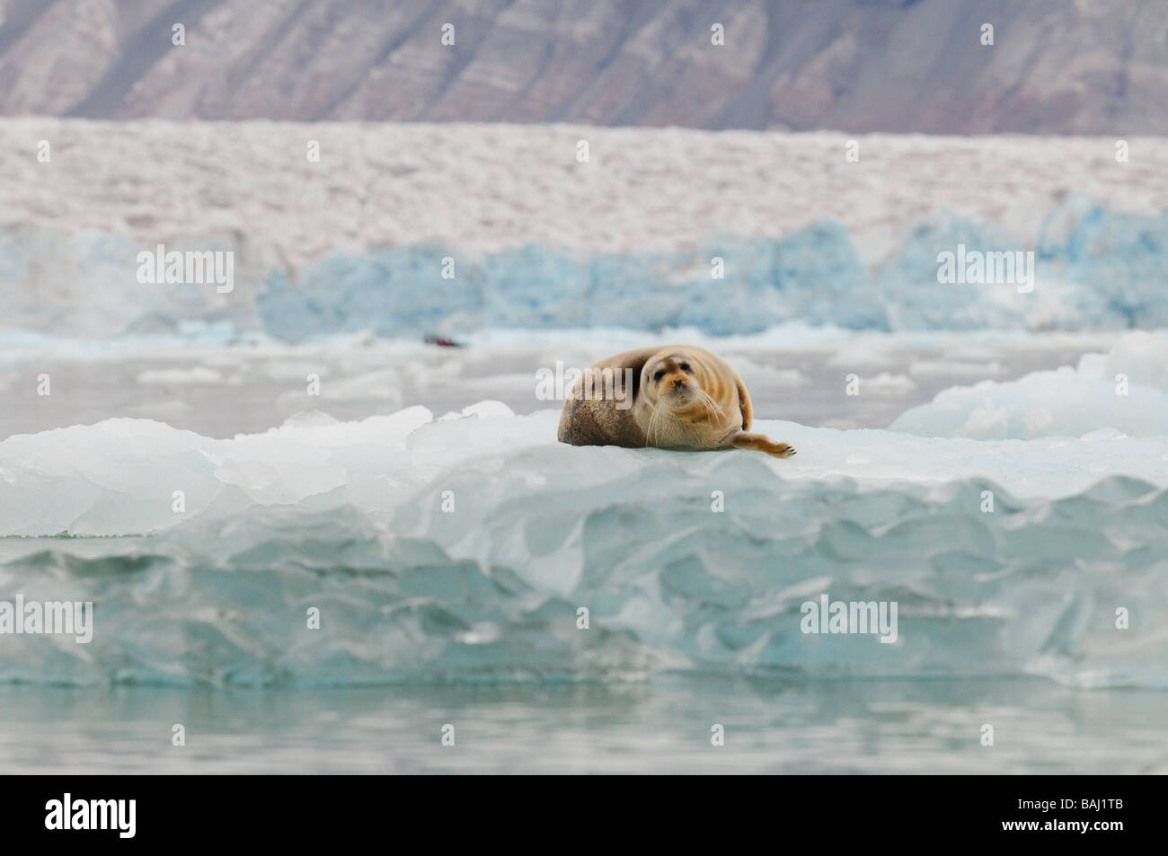 Bearded Seal sitting on a floating pack of ice in front of a glacier Spitsbergen Stock Photo