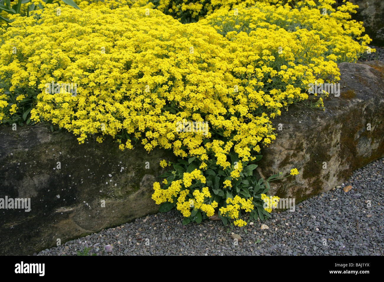 Gold Alyssum, Basket of Gold or Gold Dust, Aurinia saxatilis, Brassicaceae, Native to Asia and Europe Stock Photo