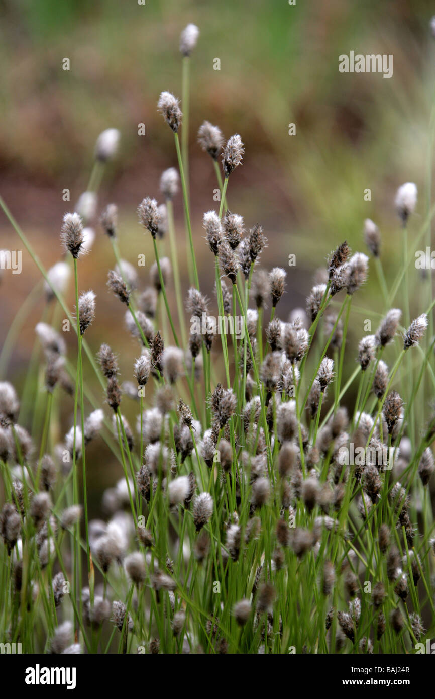 Hare's-tail, Cottongrass, Tussock Cottongrass or Sheathed Cottonsedge, Eriophorum vaginatum, Cyperaceae, Europe, Temperate Asia Stock Photo