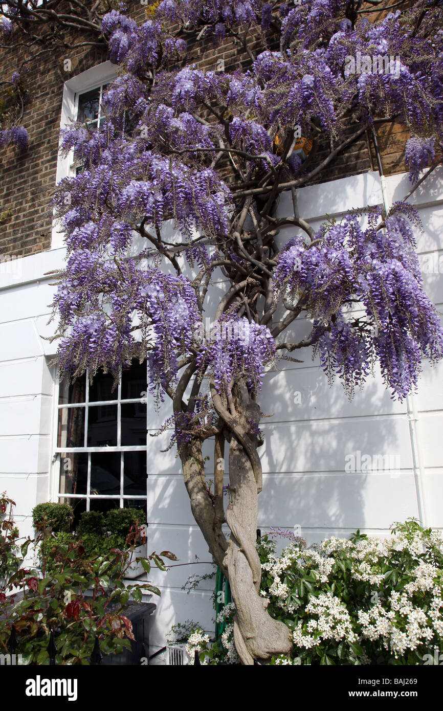 Mature wisteria Chelsea London UK Stock Photo
