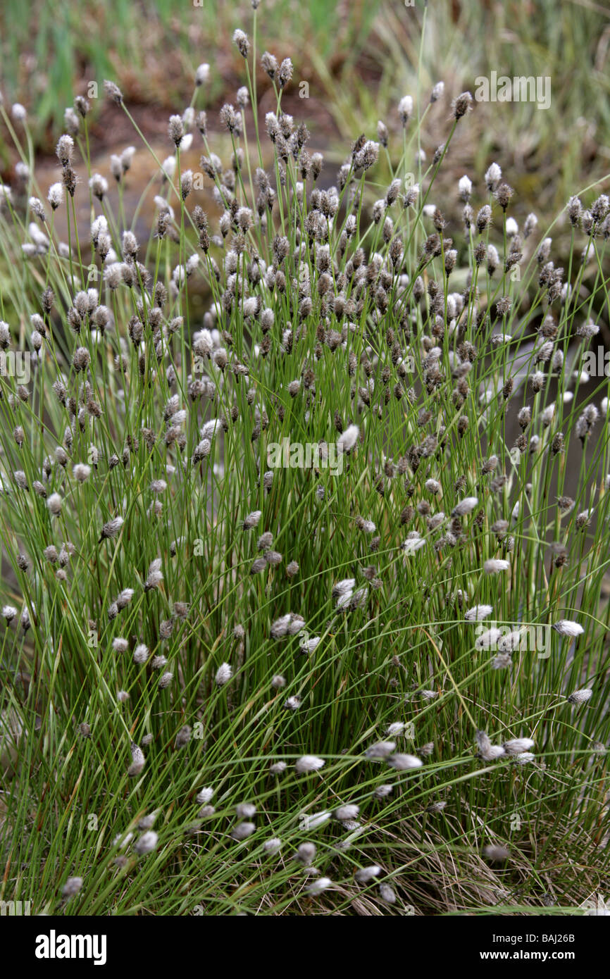 Hare's-tail, Cottongrass, Tussock Cottongrass or Sheathed Cottonsedge, Eriophorum vaginatum, Cyperaceae, Europe, Temperate Asia Stock Photo