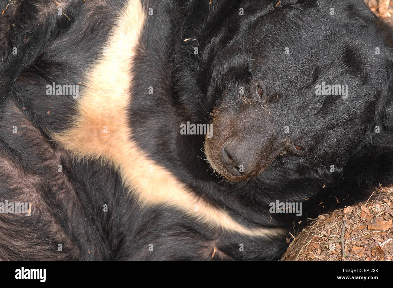 Asiatic black bear Stock Photo
