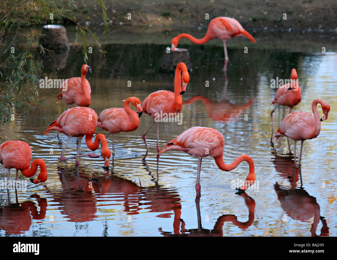 Flamingos at the Granby Zoo east of Montreal Stock Photo Alamy